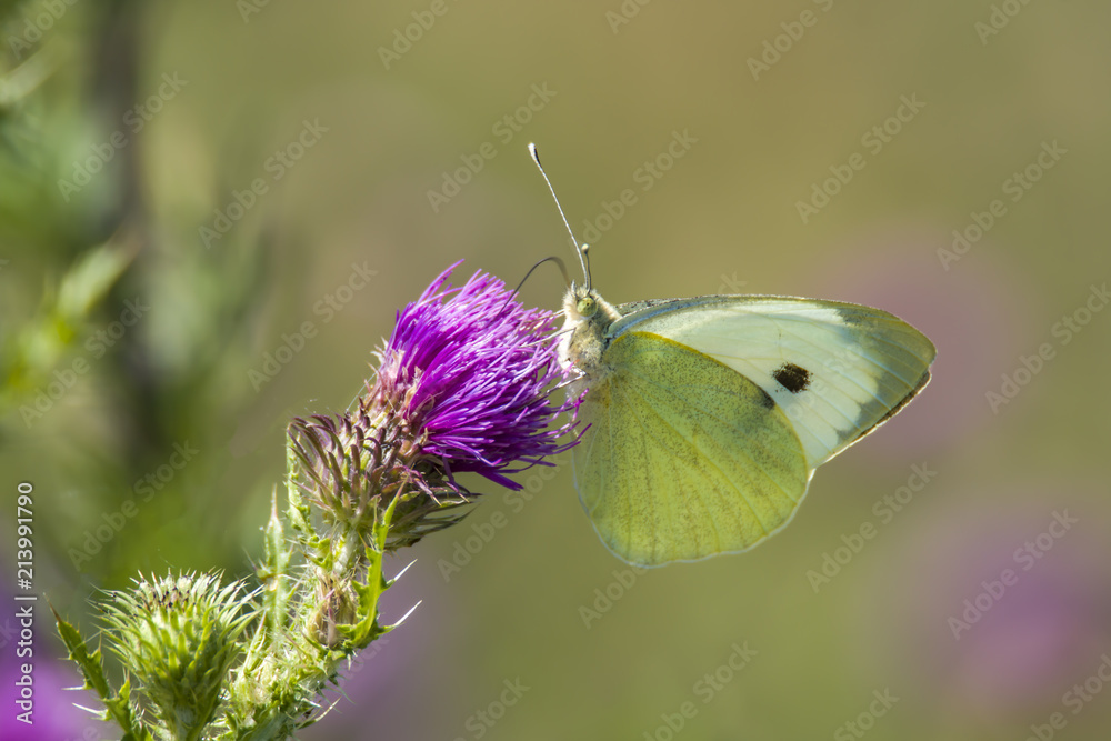 Naklejka premium white Butterfly collects nectar on a thistle flower in nature conservation area