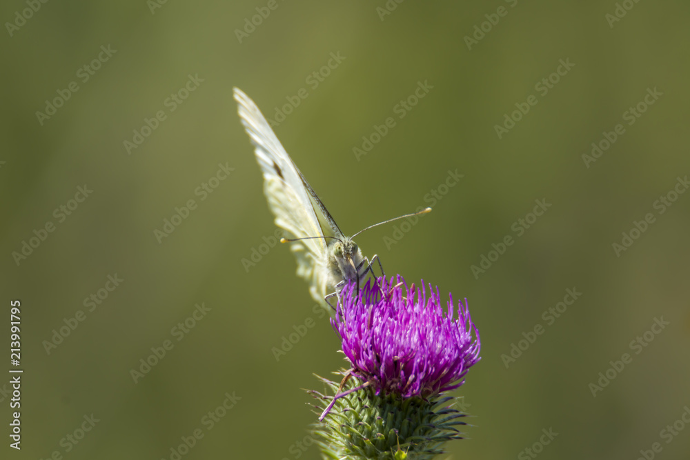 Obraz premium white Butterfly collects nectar on a thistle flower in nature conservation area