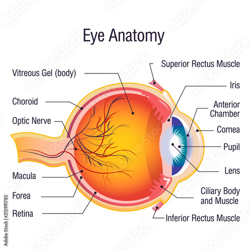 Eye anatomy info concept background. Cartoon illustration of eye anatomy info vector concept background for web design