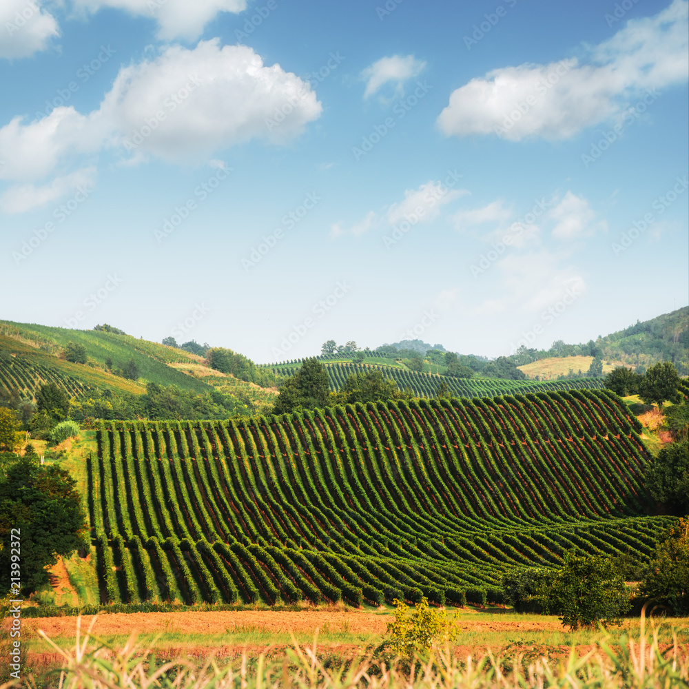 Amazing rural landscape with green vineyard on Italy hills. Vine making background