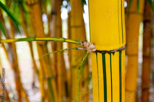 Close up of bamboo trees in garden. Selective focus.