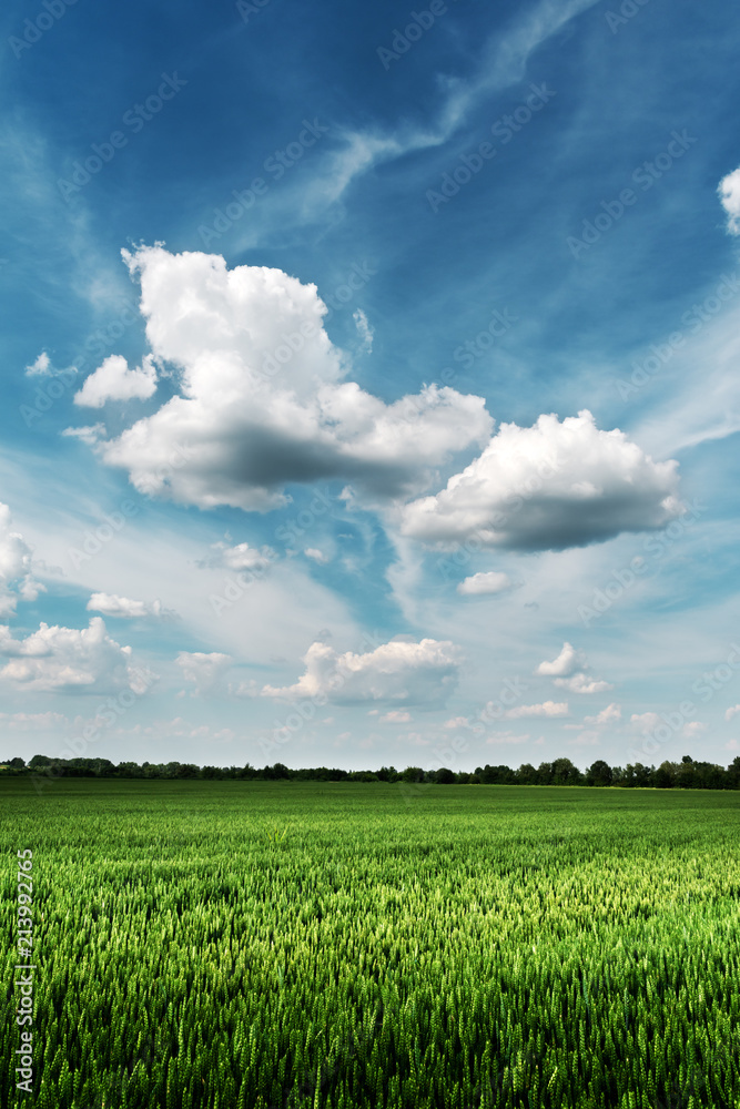 Green wheat field against the blue sky background. Landscape photography Green wheat field against the blue sky background. Landscape photography
