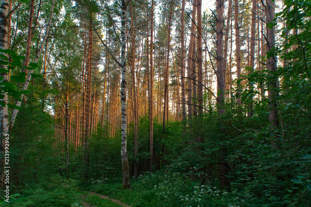 Кострома, лесная. Костромские леса. Природный заповедник «кологривский лес». Красота костромских лесов. Боровые леса кострома.