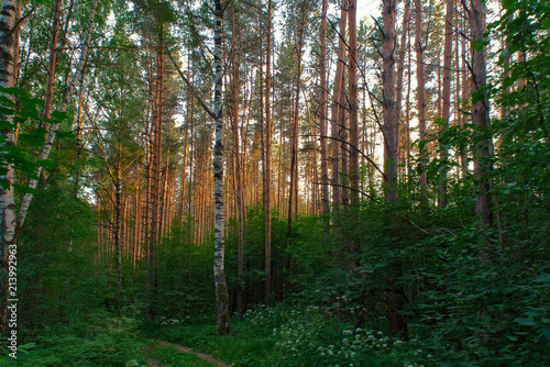 Летний лес вечером.Россия, Кострома. © fotych