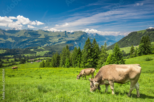 Beautiful summer landscape of Switzerland with Swiss Alps and green meadows, Ibergeregg, Switzerland, Europe © Eva Bocek