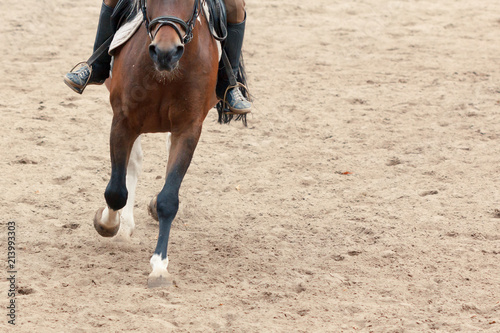 Learning Horseback Riding. Teaches Equestrian sport. © bravissimos