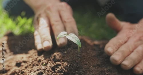 Mature hands plant seedling in soil