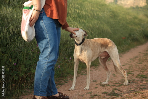 A greyhoud outdoor cuddled