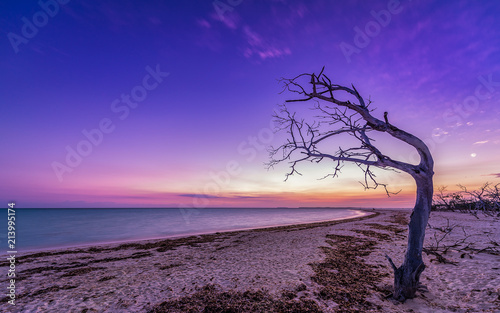 Dead mangrove tree at a deserted beach in front of a colorful morning sky on a cuban island