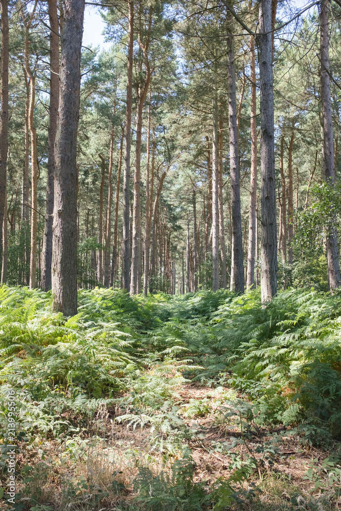 woods woods