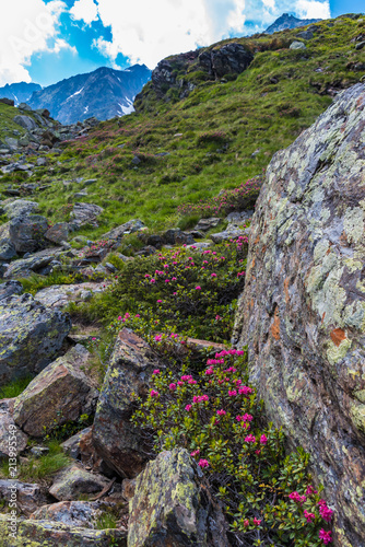 Fels mit blühenden Alpenrosen photo