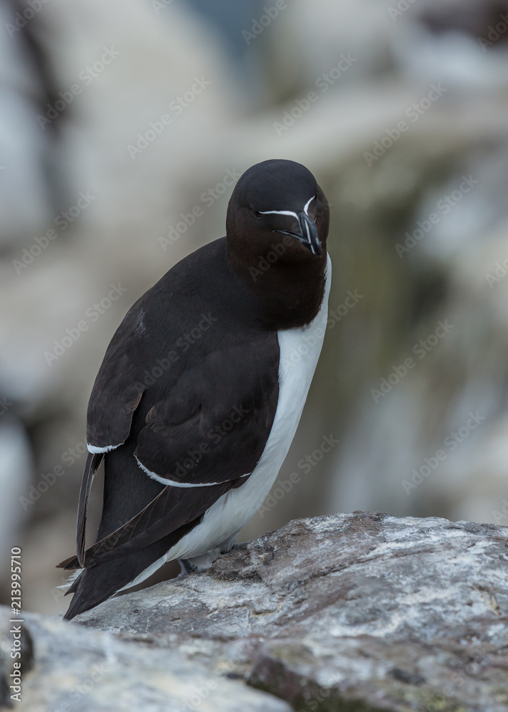 Obraz premium Razorbill. sea bird on rocks at the Farne Islands, Northumberland, England, UK.