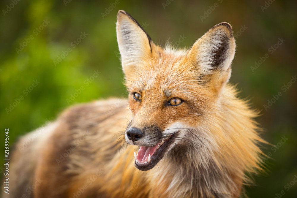 Fototapeta premium Red fox, Canada.