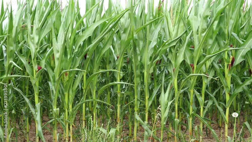 Green field of young corn. Agricultural field of corn. Agricultural crop Green field of young corn. Agricultural field of corn. Agricultural crop