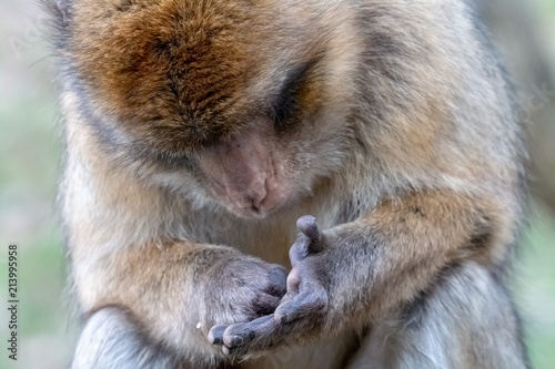 Photography Barbary macaque looking at the palm lines of its hand