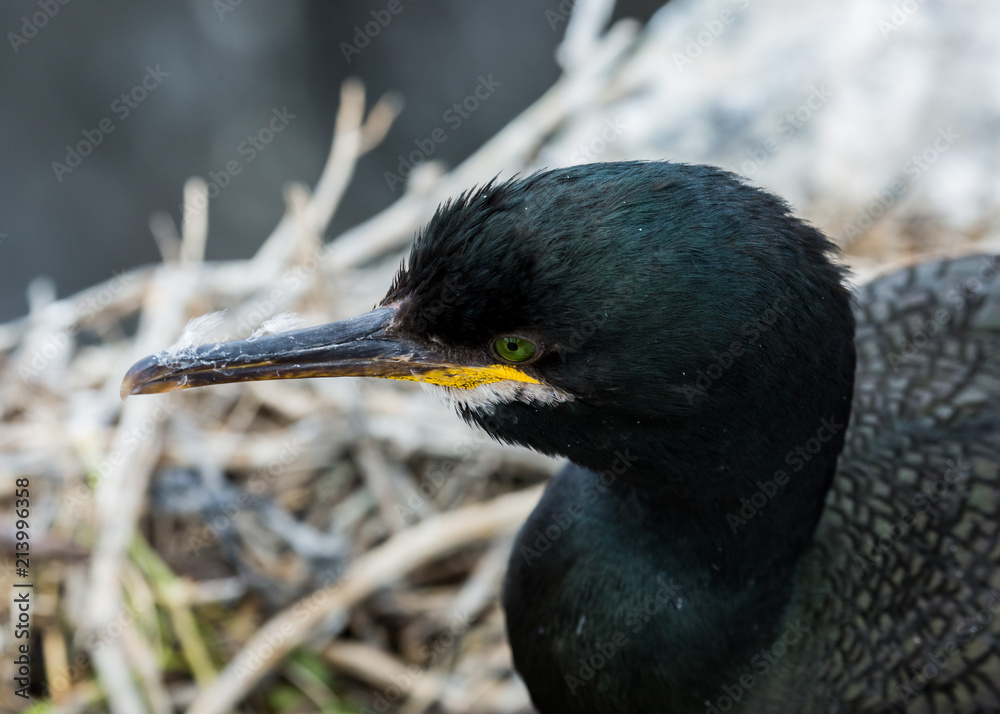 Shag. Sea Bird. Farne Islands, Northumberland. England, UK. Shag. Sea Bird. Farne Islands, Northumberland. England, UK.