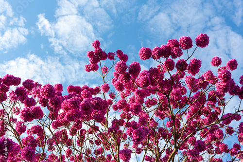 Beautiful bottom view of purple ipe tree on sunny day with blue sky in the background.