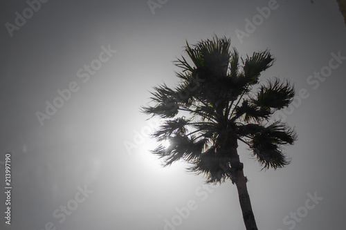 Palm Tree in the Sun