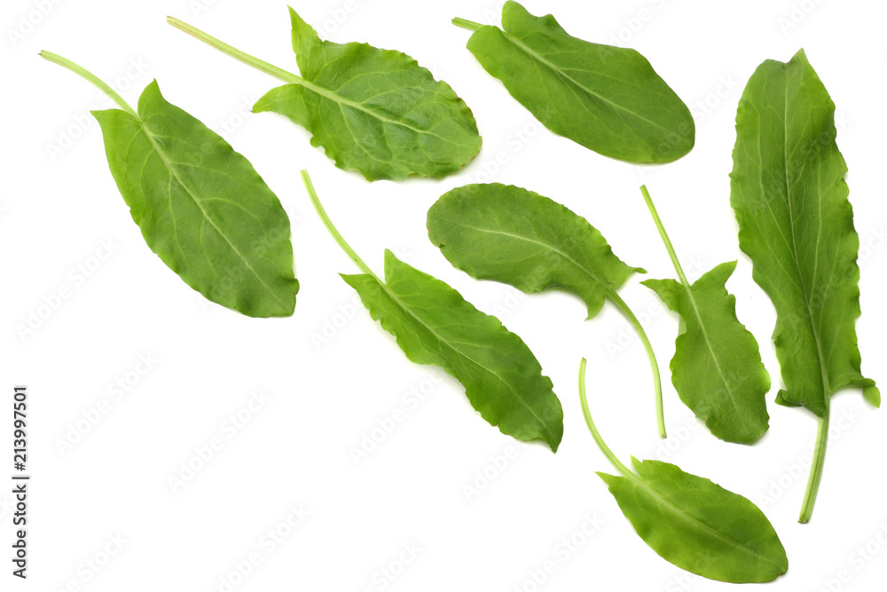 Fototapeta premium fresh sorrel, garden sorrel, rumex acetosa, green leaves, isolated on white background. Top view