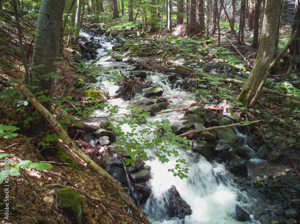 Green Forest