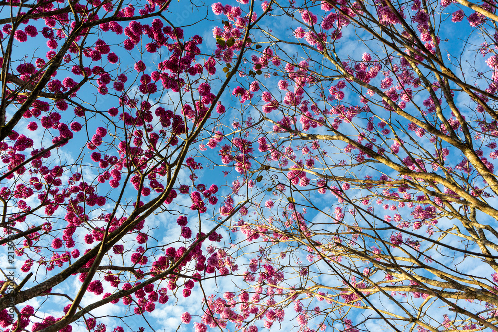Beautiful bottom view of purple ipe tree on sunny day with blue sky in the background. Beautiful bottom view of purple ipe tree on sunny day with blue sky in the background.