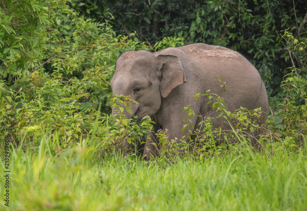 Wild elephants are enjoying a lot of food in the rainy season