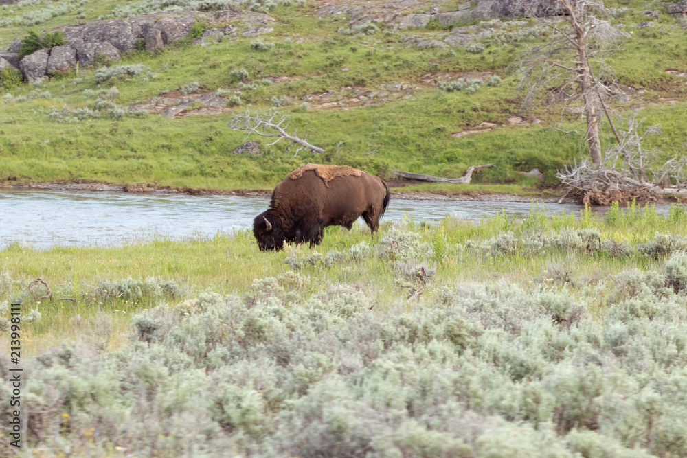 Bison by a Stream