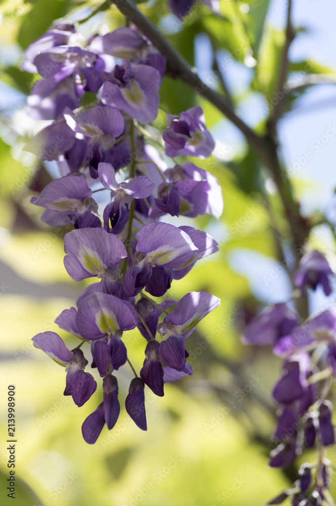 Fototapeta premium Detail of Wisteria floribunda flowers grapes, early summer violet purple flowering tree