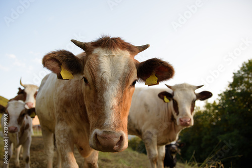 Close-up portrait of Italian cow grazing in a meadow