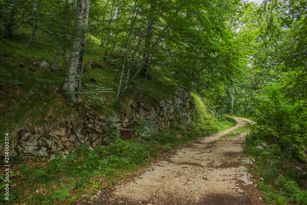 travel and walking calm concept of lonely ground trail in deep forest outdoor nature beautiful environment landscape between green trees in summer day time travel and walking calm concept of lonely ground trail in deep forest outdoor nature beautiful environment landscape between green trees in summer day time