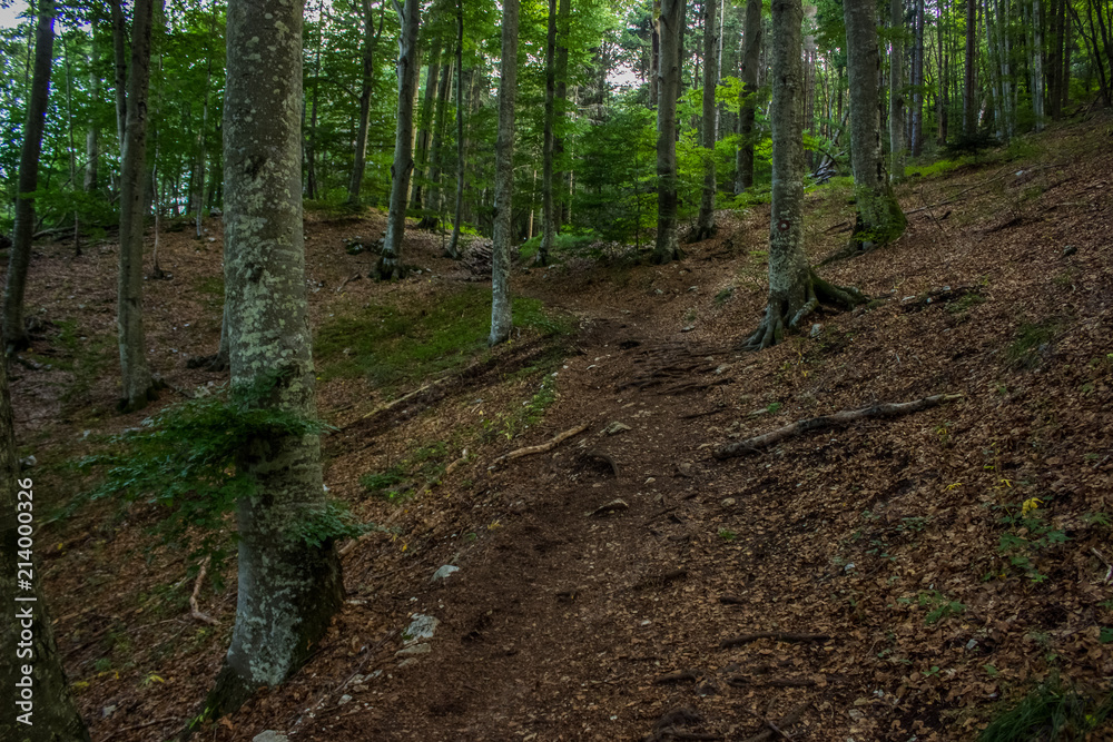 travel and walking calm concept of lonely ground trail in deep forest outdoor nature beautiful environment landscape between green trees in summer day time travel and walking calm concept of lonely ground trail in deep forest outdoor nature beautiful environment landscape between green trees in summer day time