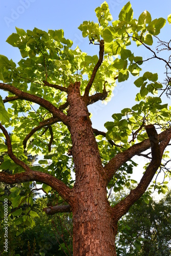Gewöhnlicher Trompetenbaum (Catalpa bignonioides)