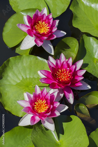 Foto The beautiful red lotuses