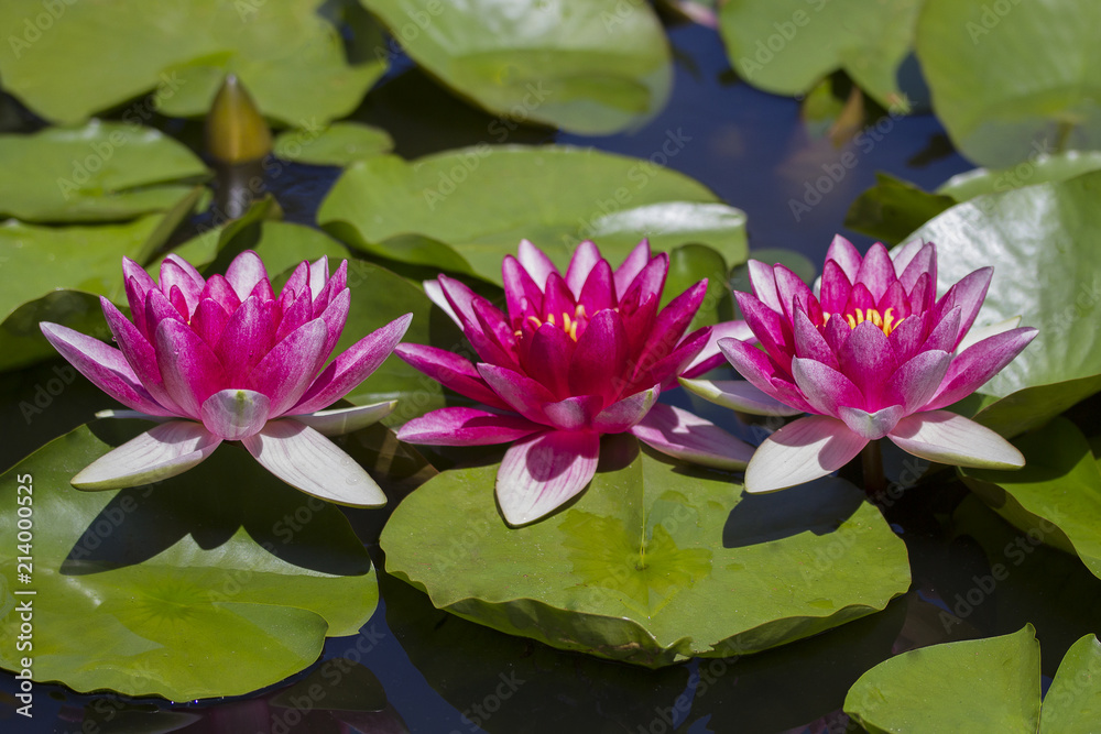 The beautiful red lotuses. Pink Water lilies. The old pond is decorated with a colorful water lily. Freshwater habitat. Beautiful nature. Water plant .Nymphaea, pink nymphea - Aquatic vegetation The beautiful red lotuses. Pink Water lilies. The old pond is decorated with a colorful water lily. Freshwater habitat. Beautiful nature. Water plant .Nymphaea, pink nymphea - Aquatic vegetation