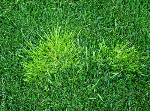 A troublesome annual bluegrass light green in color called poa trivialis photo