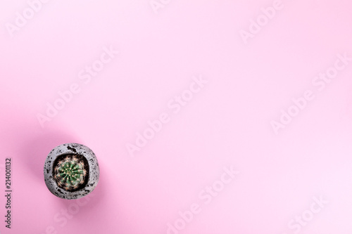 Cactus on the Pink Paper.Minimal Fashion Stillife. Concept Background Trendy Bright Colors.Copy space for Text.Top View. Flat Lay.