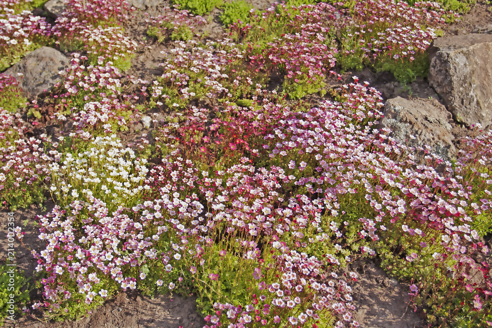 Colorful carpet of saxifrage (arendsii) in spring. "Saxifraga × arendsi",  the mossy saxifrage, is a perennial garden flowering plant. Stock Photo |  Adobe Stock