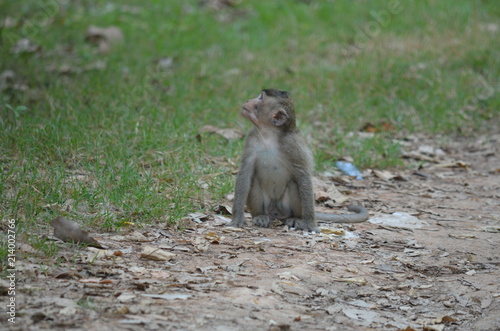 animal wild monkey cambodia nature