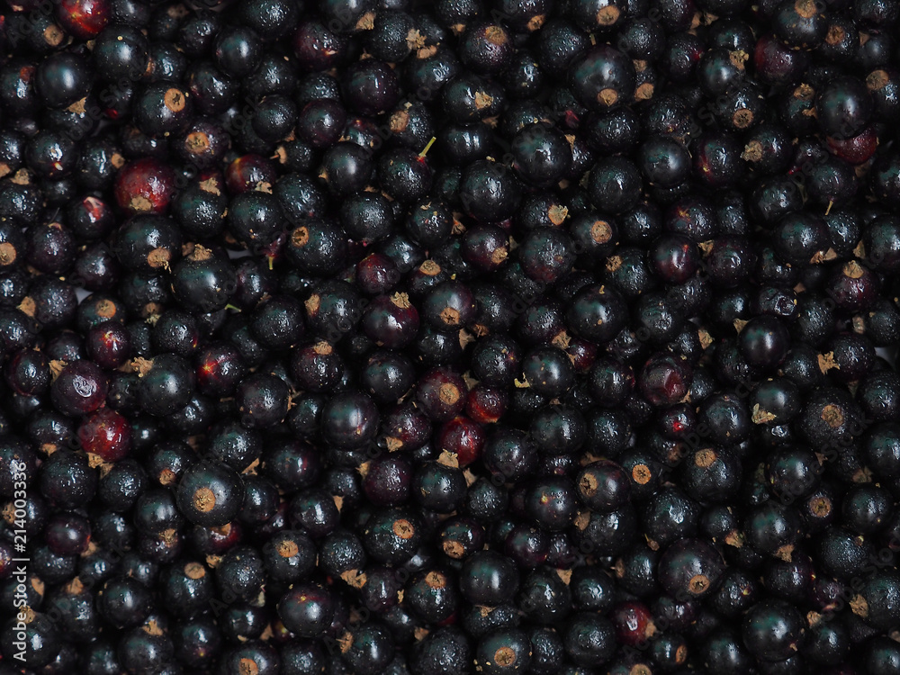 Fresh sweet blackcurrant background covered with tiny drops of water condensate. Ribes nigrum. Close-up blackcurrant texture, surface, top view. Harvesting Fresh sweet blackcurrant background covered with tiny drops of water condensate. Ribes nigrum. Close-up blackcurrant texture, surface, top view. Harvesting