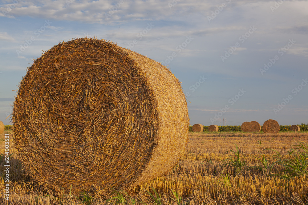 straw in the field