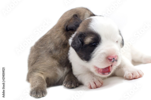 Cute puppy white background Thai Bang Kaew Dog