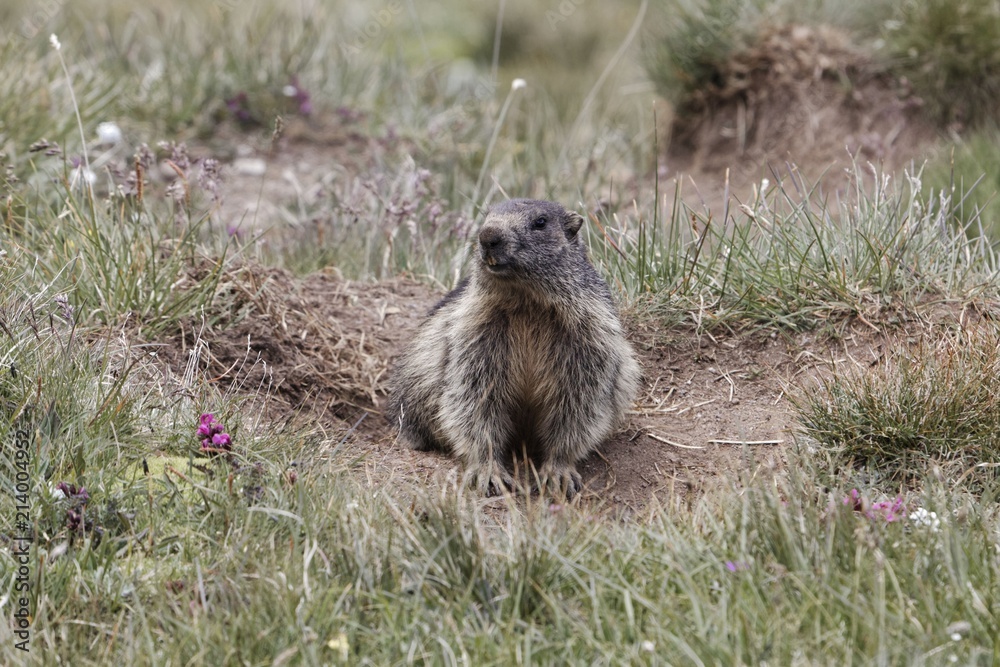 Fototapeta premium Alpine marmot (Marmota marmota)