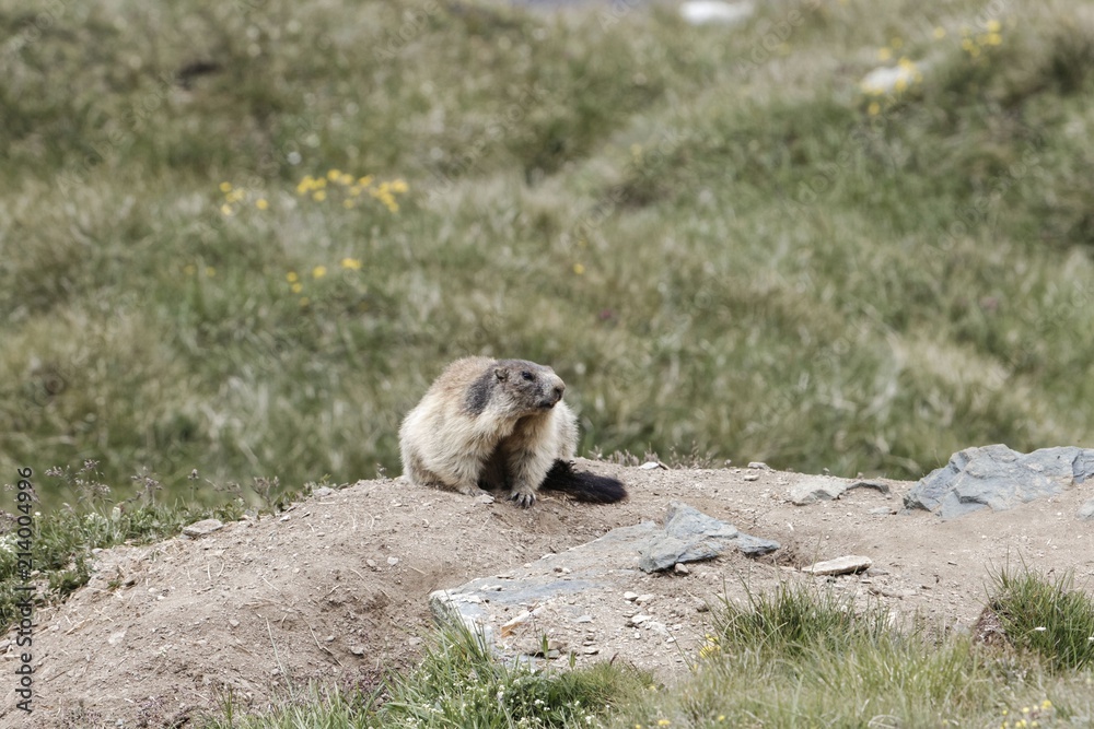 Fototapeta premium Alpine marmot (Marmota marmota)