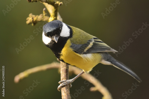 Poertrait of a great tit (Parus major) perching on a branch photo