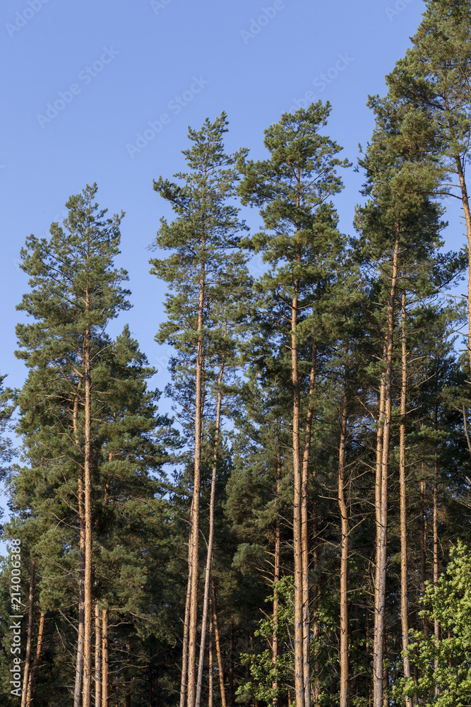 pine forest