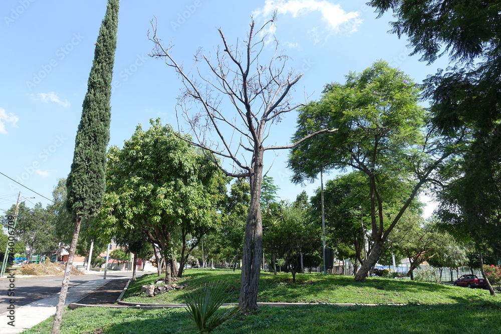 Fototapeta premium Muerte junto a ala vida!