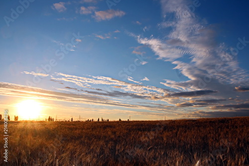Природа Украины- вид поля пшеницы и берега Черного моря, вечер, заход солнца. Лето 2018
