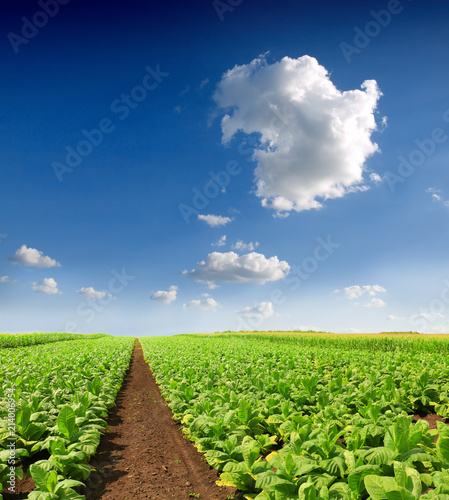 Tobacco big leaf crops growing in tobacco plantation field