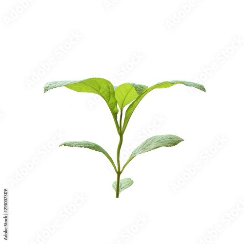 Young teak tree isolated on white background.