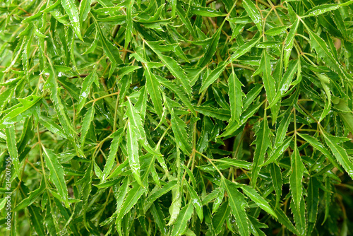 Ming aralia (Polyscias fruticosa Harms.) leaves with water drops. photo